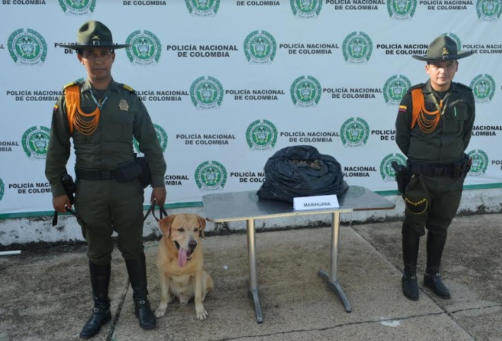 El estupefaciente venía en dos repuestos metalicos Dos policias al lado de una carga de marihuna en un mesa