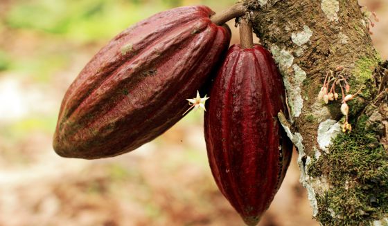 Cacao en arbol Arbol de Cacao