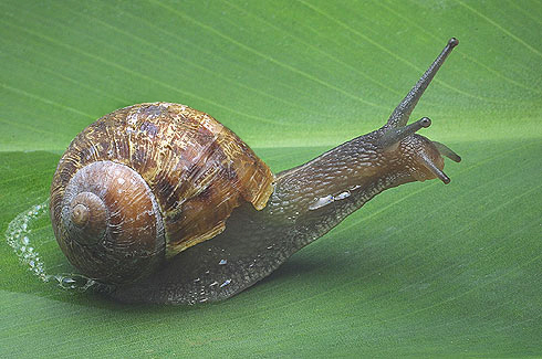 Caracoles Selvas Amazonas