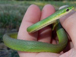 Serpiente cazadora verde en la selva
