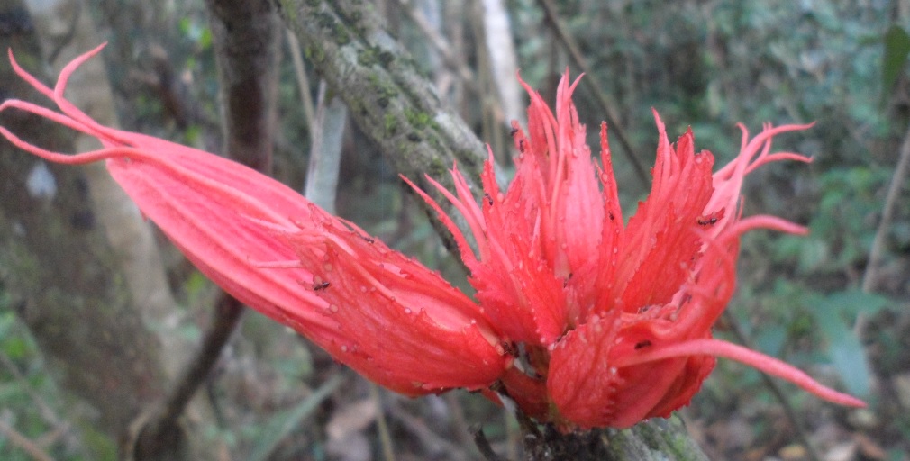 Fauna selvas amazonicas 