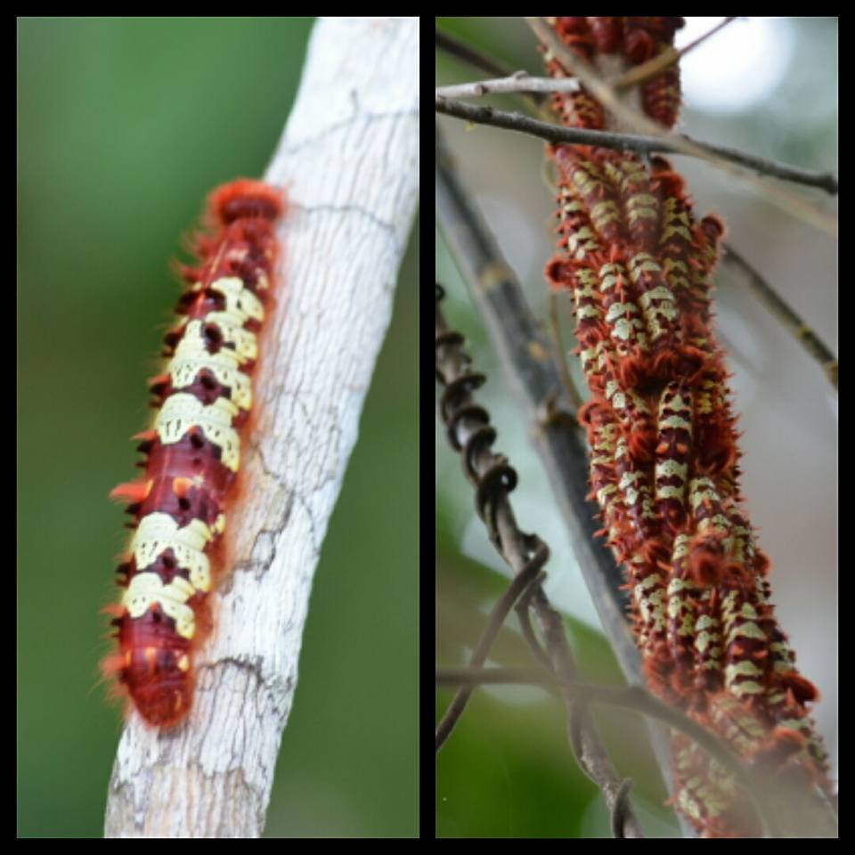 Larva pupa imago en una planta