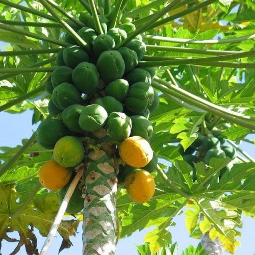 Frutos tropicales Tres papayas