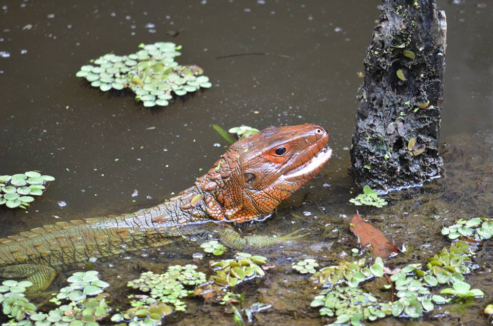 Paraguay caiman lizard en un lago