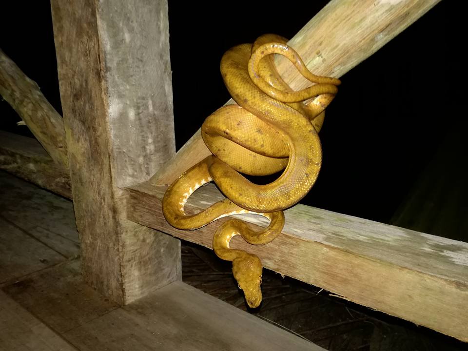 Serpiente arborea en una madera
