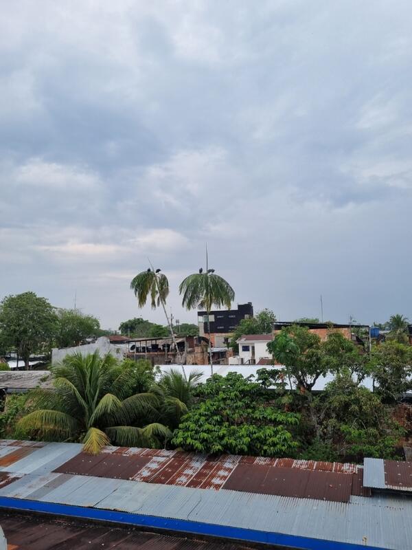 Palmas Palmas