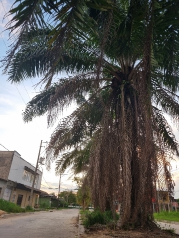 Calles / Leticia Amazonas 