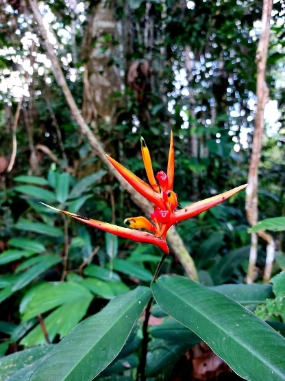 Heliconia Heliconia