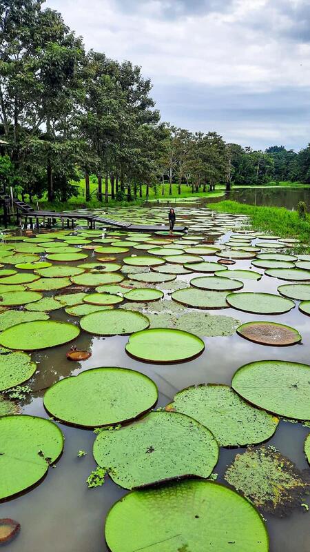 Victoria Regia Victoria Regia