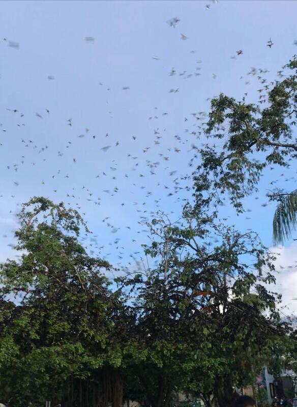 Loros Loros