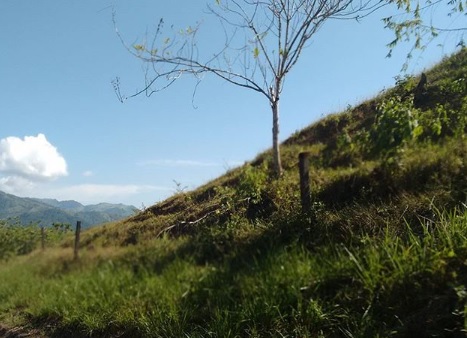 Arbol sobre montalla