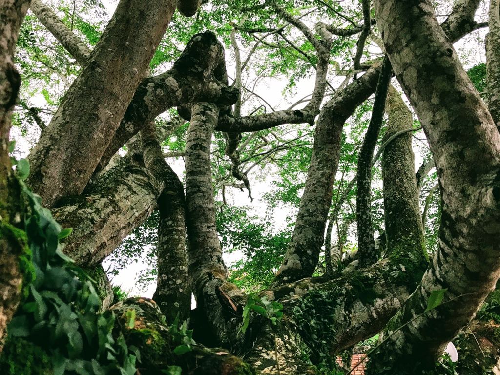 Foto de arboles entre Leticia y Tabatinga