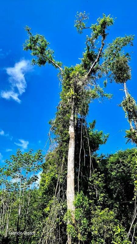 Amazonas/ Carlos Fabricio Orozco Córdoba