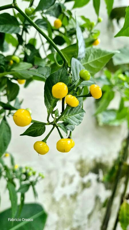Aji Charapiita / Carlos Fabricio Orozco Córdoba Aji Charapiita / Carlos Fabricio Orozco Córdoba