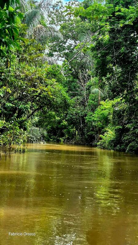 Selva inundada / Carlos Fabricio Orozco Córdoba 