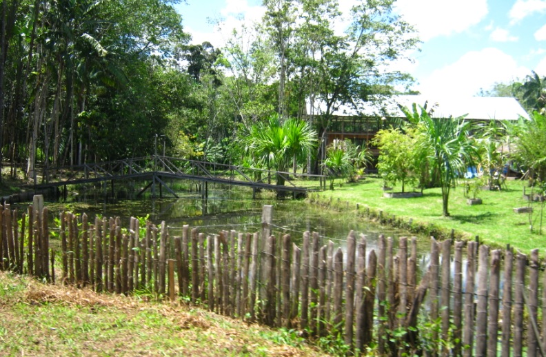Logos con peces Paisajes inilvidables en el Amazonas