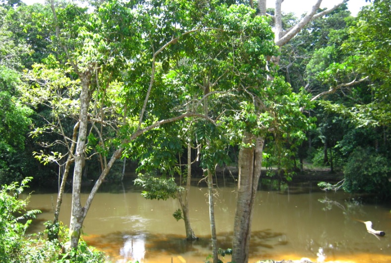 Palmeras entre el rio 