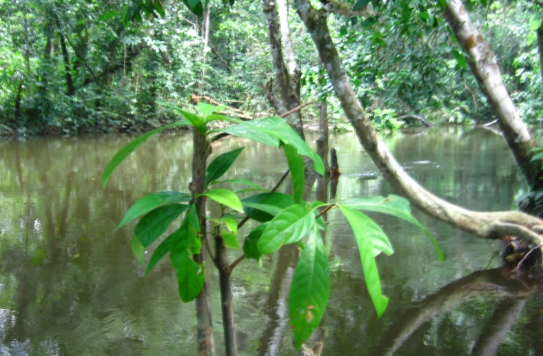 Paisajes leticianos Fuentes naturales por Amazonas