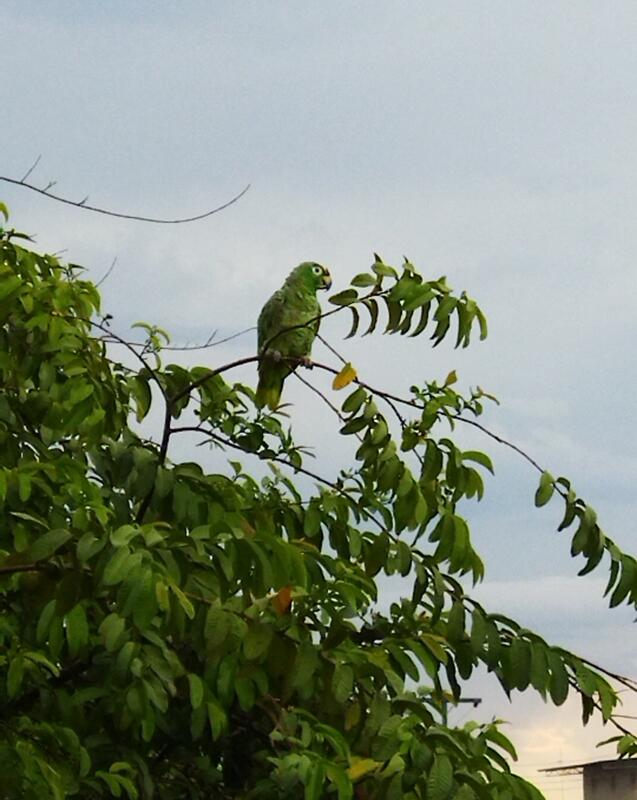 Papagayo Papagayo