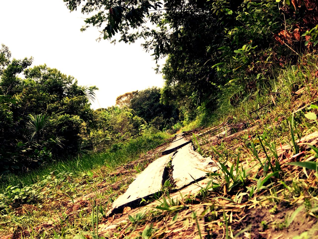 Camino en lugares aledaños a la ciudad de Leticia