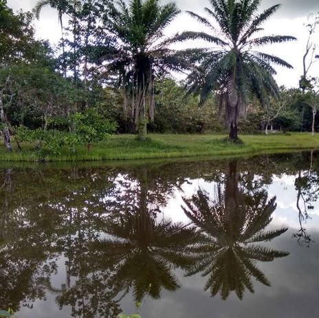 Una tarde en el Amazonas