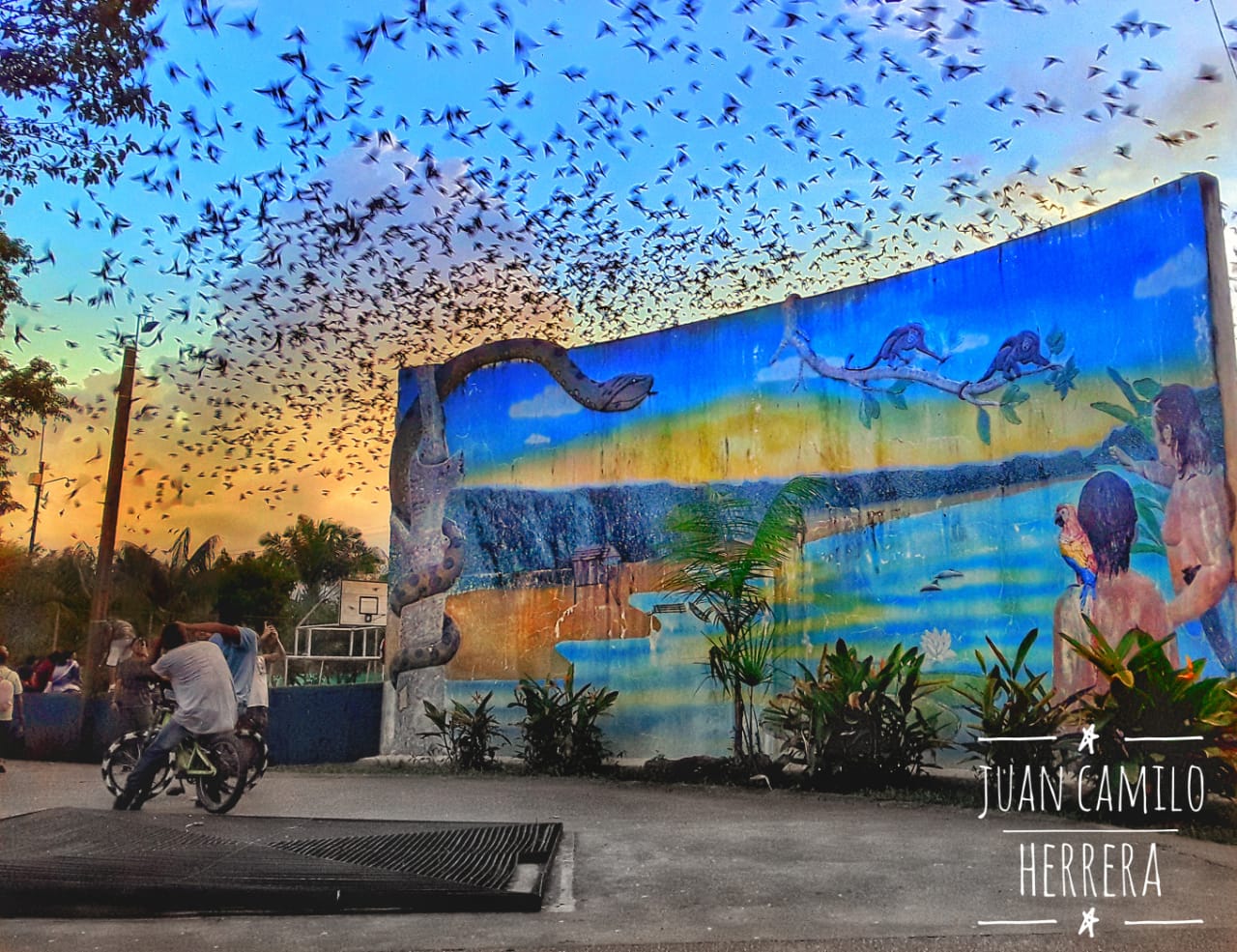 Parque de los Loros Loros acomodandose para dormir