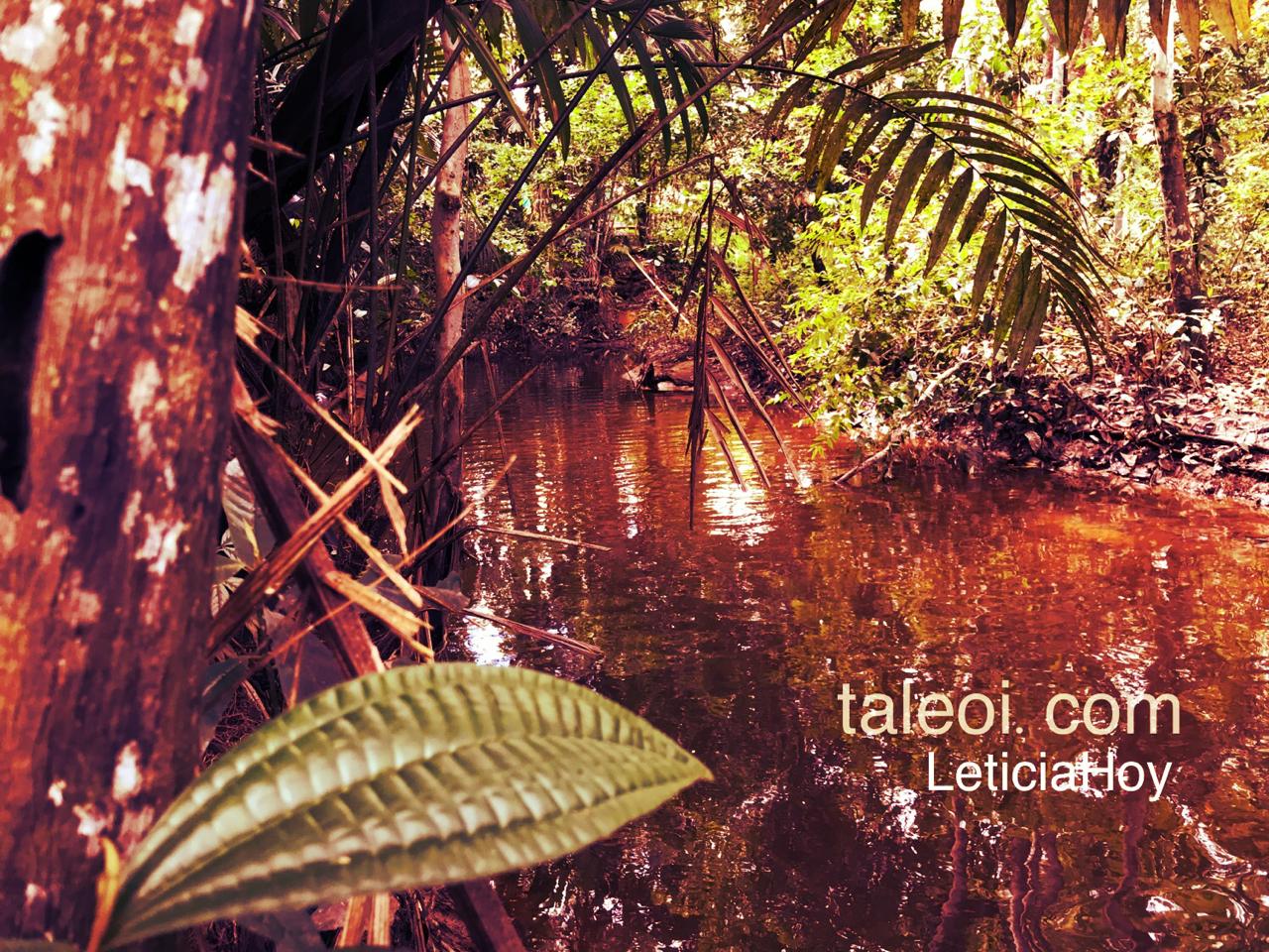 Paisajes por la selva de Leticia Amazonas