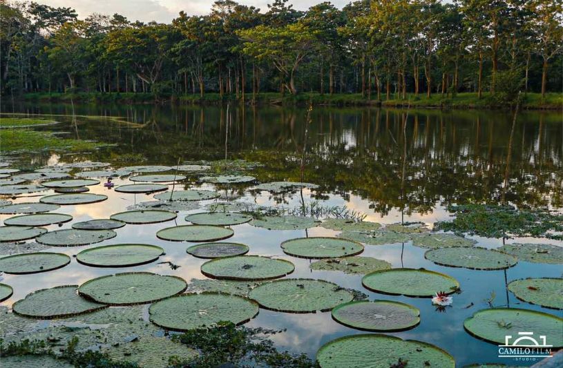 Victoria Regia