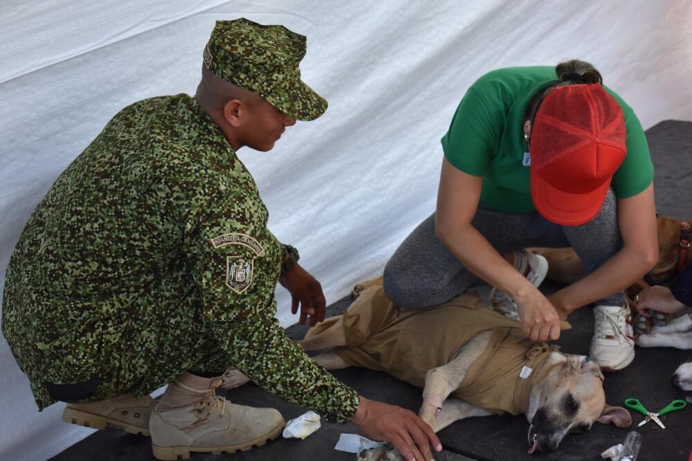 Jornadas de esterilización 