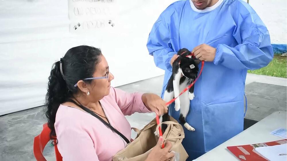 Jornadas de esterilización 