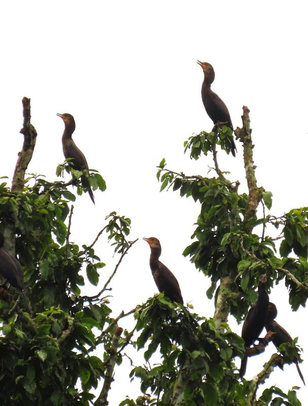 Amazonas 