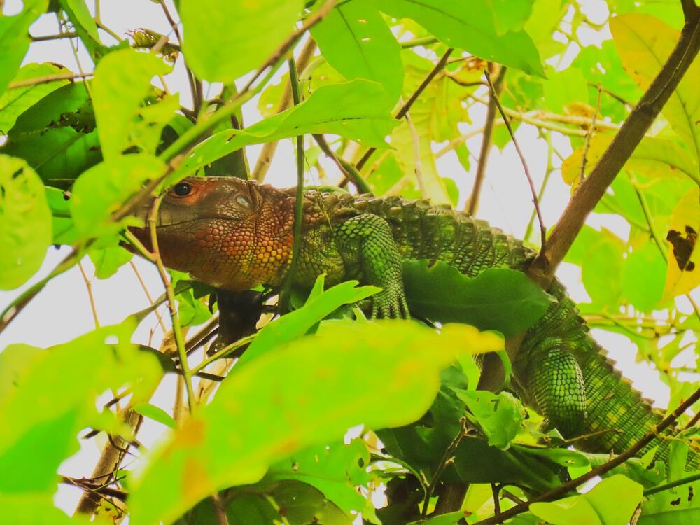 Amazonas 