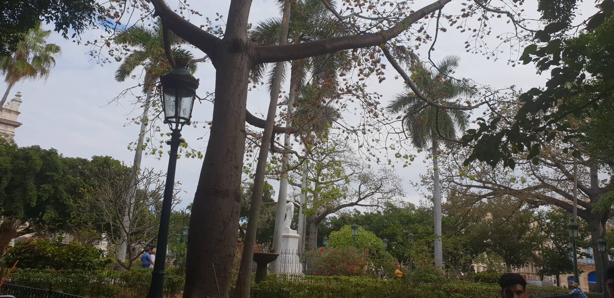 Arbol en parque de la Habana