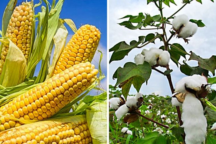 image for Gobierno plantea adelantar siembra de maíz y algodón