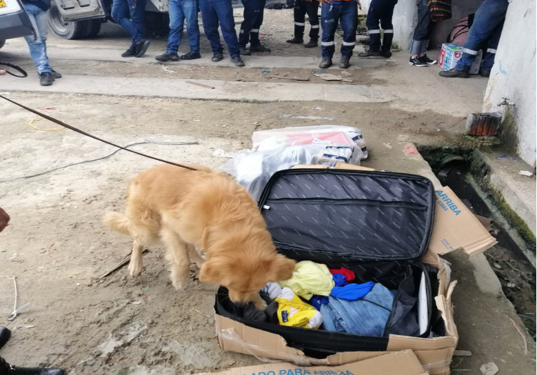 Perro oliendo una maleta 