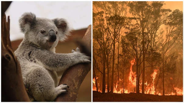 Mitad de la población de koalas habría muerto en Autralia por incendios image for Mitad de la población de koalas habría muerto en Autralia por incendios