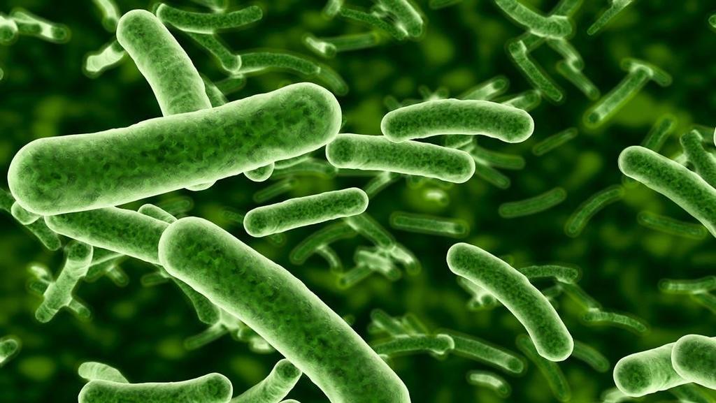 Bacteria que explota activamente para sobrevivir image for Bacteria que explota activamente para sobrevivir