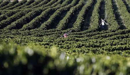 O titular da Secretaria de Estado de Producao Rural e Sustentabilidad Plantacao de cafe
