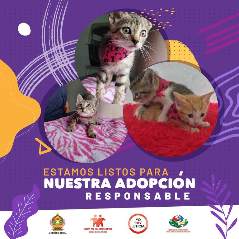 image for Adopta unos de estos bellos gaticos