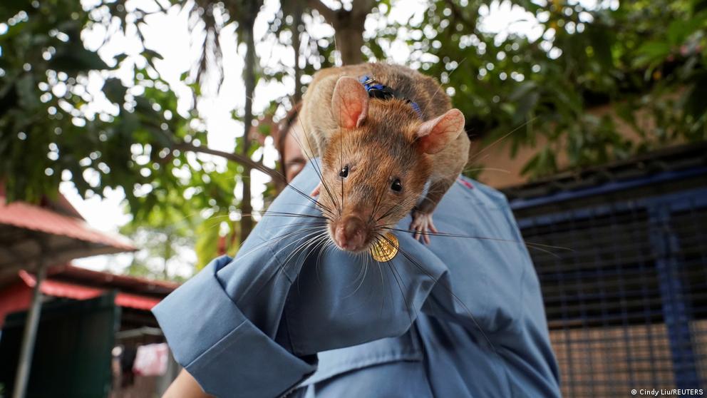 image for Muere  rata gigante que detectó cientos de minas terrestres 