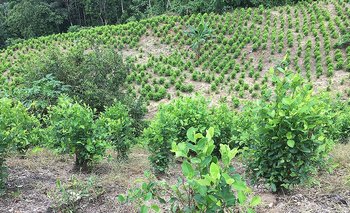 image for Gobierno Nacional buscará erradicar 130 000 hectáreas de hoja de coca
