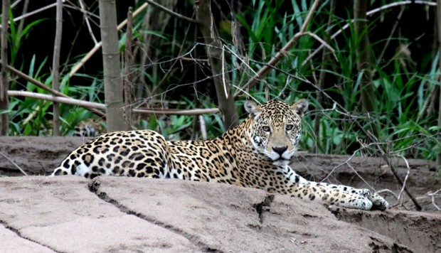 Jaguar en un piedra descansando 