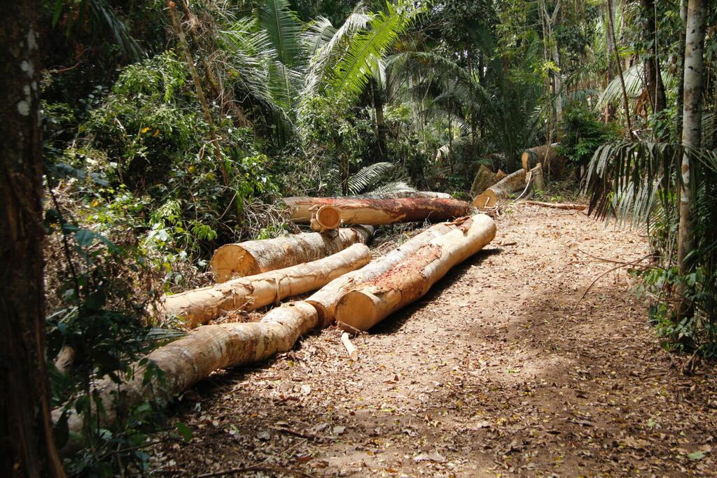 image for Científicos usan tecnología para detectar tala ilegal