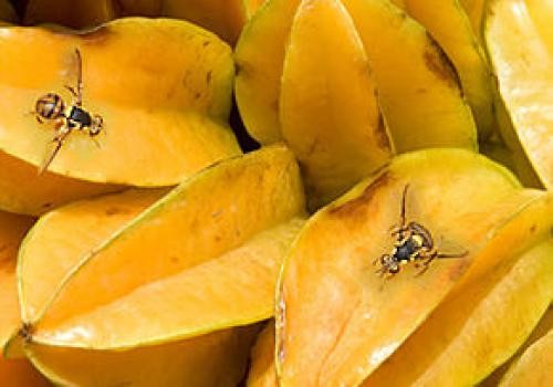Insetos em carambola