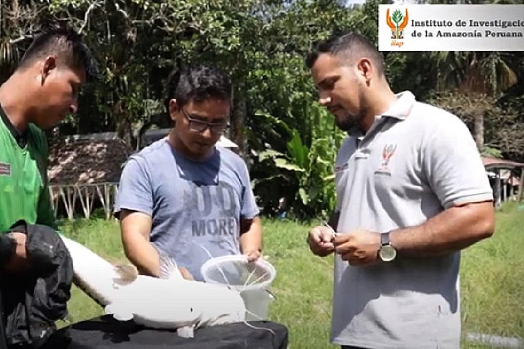 Científicos peruanos investigan parásitos que afectan a peces amazónicos image for Científicos peruanos investigan parásitos que afectan a peces amazónicos