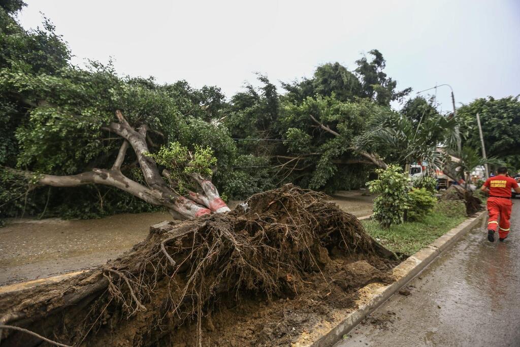 image for Lluvia intensas y fuertes vientos en Tumbes dejan tres árboles caídos 