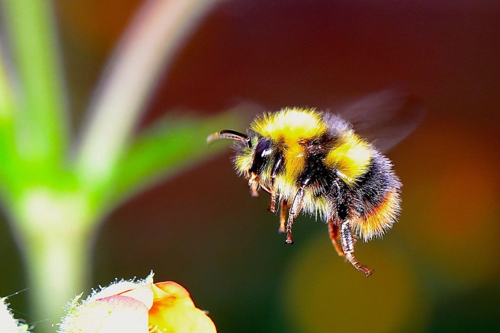 Científicos encuentran similitudes entre la actividad cerebral de las abejas y los humanos image for Científicos encuentran similitudes entre la actividad cerebral de las abejas y los humanos