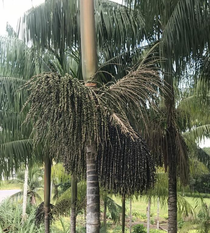 Estudo sobre melhoramento genetico do açaí busca maior produtividade no AM image for Estudo sobre melhoramento genetico do açaí busca maior produtividade no AM