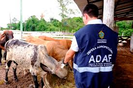 Pessoa frente a gado fiscalizando