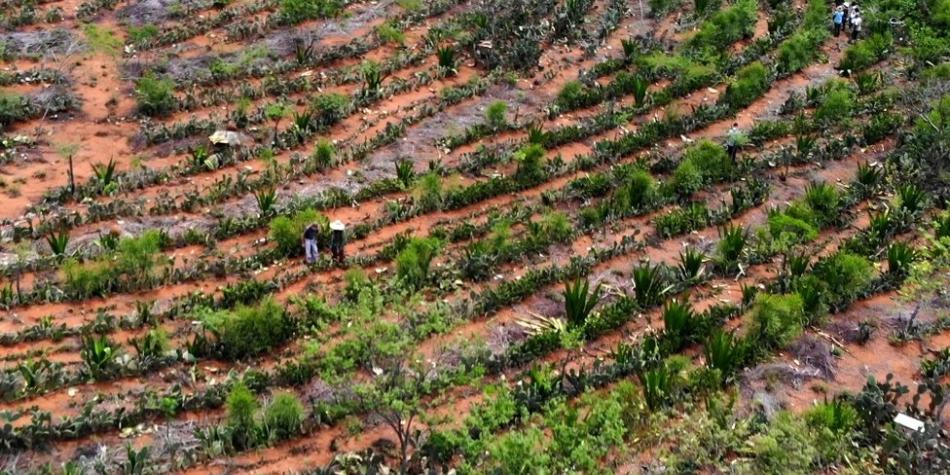 image for Agricultores en Brasil que convirtieron un desierto en un bosque